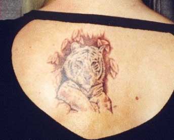 тигр на спине