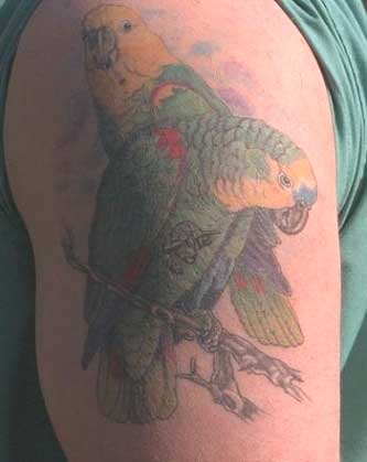 татуировка попугая
